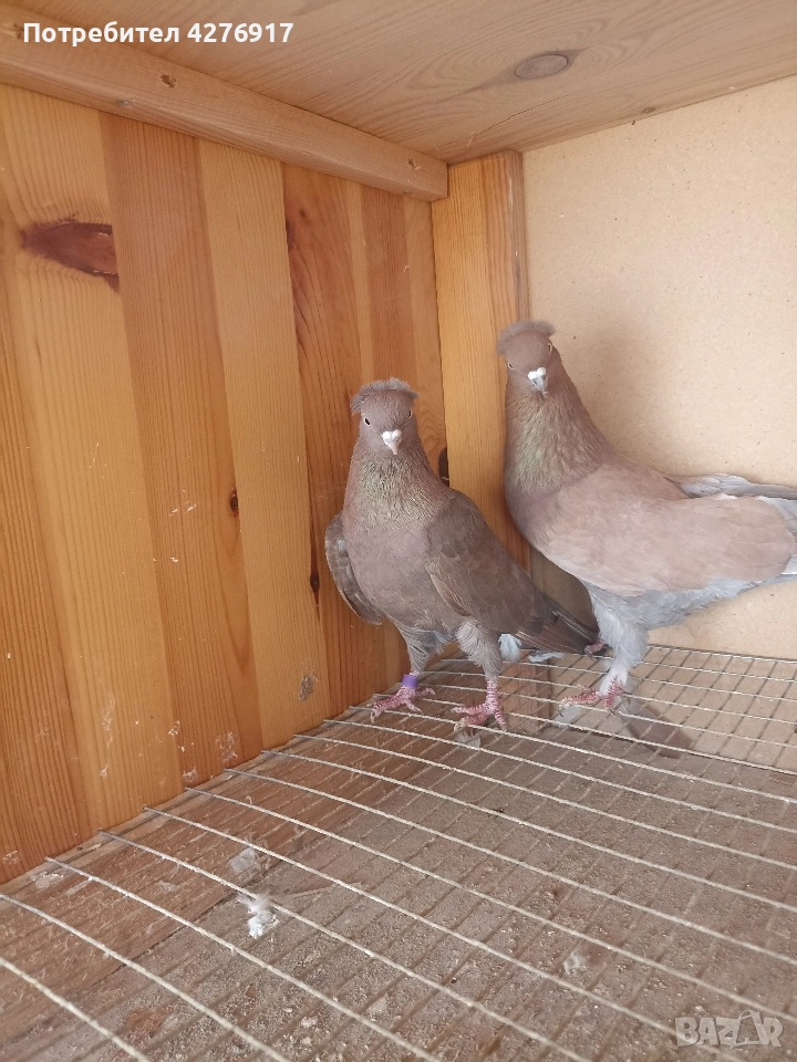 Високолетящи и въртящи се гълъби. Има още 3 двойки и една мъжка., снимка 1