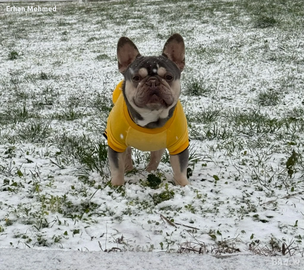 Френски булдог , снимка 1