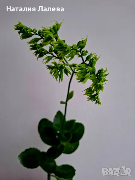 Каланхое, kalanchoe hibrid, снимка 1