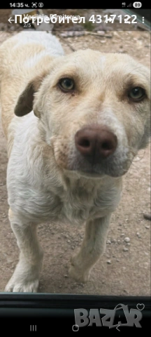 Кучето Джак на късмета, снимка 5 - Други - 54193162