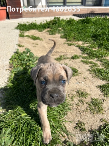 Продавам Кане Корсо кученца, снимка 8 - Кане корсо - 54253951