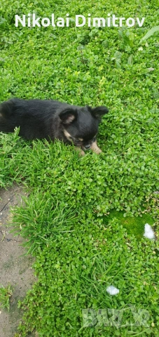 Момиче чихуа дългокосместо, снимка 3 - Чихуахуа - 53539843