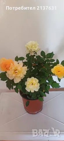 РОЗИ  МИКС от 3 до 5 корена в САКСИЯ , снимка 1