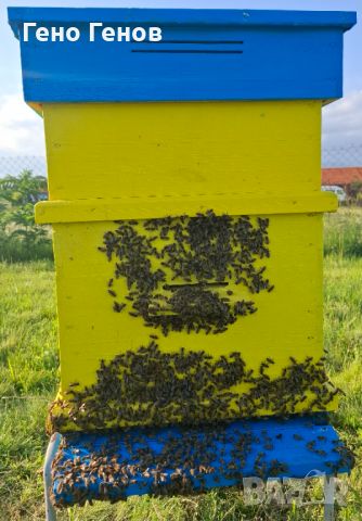Пчелни отводки , снимка 1 - За пчели - 45966656