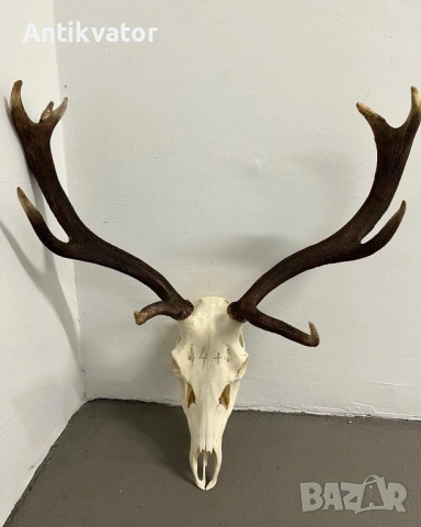 Трофей от елен