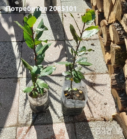 Дафинов лист в саксия