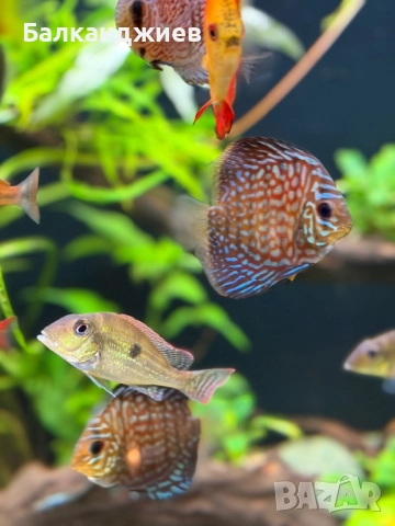 Продавам или разменям дискуси, снимка 4 - Рибки - 52693080