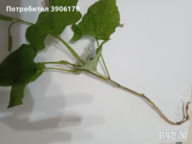 Бели фунийки, снимка 4 - Градински цветя и растения - 45294557