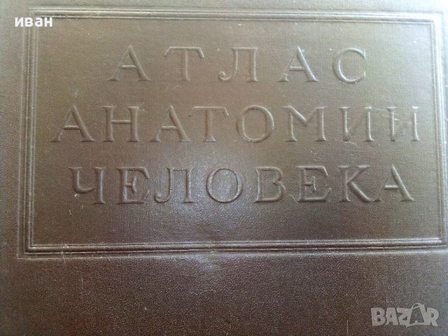 Атлас анатомии Человека  Том 4- В.Воробьев,Р..Синельников -1948г., снимка 2 - Специализирана литература - 36875790