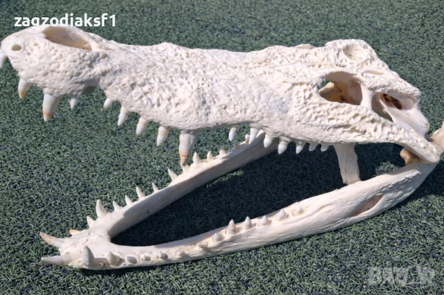 ЧЕЛЮСТ от Истински КРОКОДИЛ, снимка 2 - Колекции - 53080066