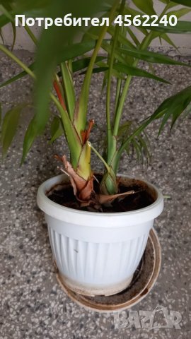 Палми, снимка 3 - Градински цветя и растения - 51407368