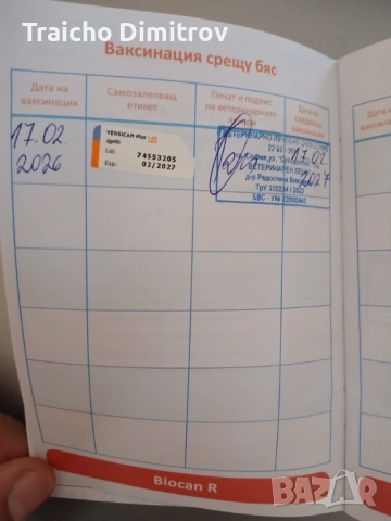 Померан Шпиц на 3 месеца, снимка 6 - Померан - 53705259