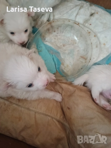 продавам малки померан