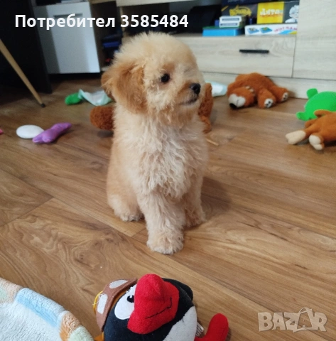 Мини пудел момченце , снимка 3 - Пудели - 54015251