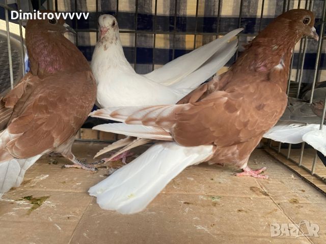 Николаевски гълъби , снимка 4 - Гълъби - 46174664