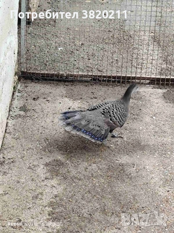 Продавам млада женска Паунова фазанка от 2025г., снимка 3 - Папагали - 52918770