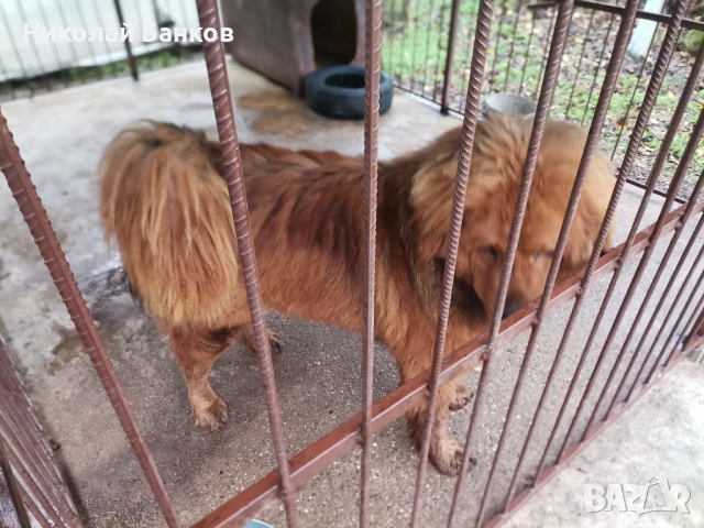 Тибетски мастиф за разплод, снимка 4 - Мастиф - 53578991