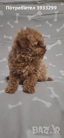 Той пудел момиче пуделче, снимка 3 - Пудели - 53778314