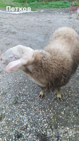 Свободен Асаф , близо до Попово област Търговище , снимка 2 - Овце - 52358644