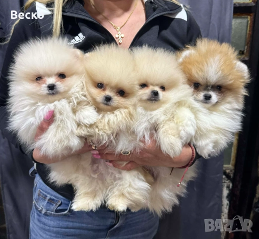 Померан мини мъжки 