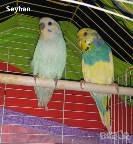 Папагали чифт 