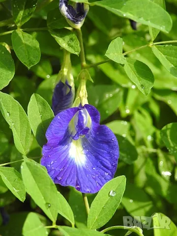 Насипен Пеперуден Чай На Прах за Очите и Нервната Система Син Чай ClitoriaTernatea Butterfly Pea Tea, снимка 8 - Домашни напитки - 47038989