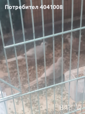 Диамантени гугутки , снимка 3 - Гълъби - 52350681