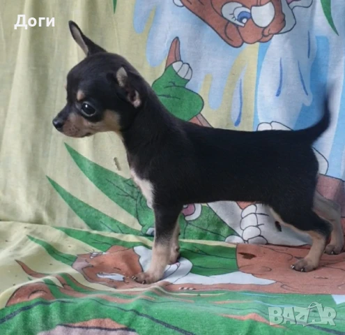 Продавам мини пинчери, снимка 11 - Пинчер - 18626772