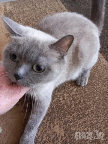 Британка колор пойнт , снимка 9 - Британска късокосместа - 53051467