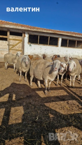 Овце млечно направлиние