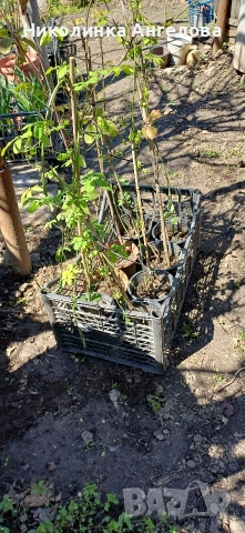 Акебия /Шоколадова лоза / 10 евро , снимка 3 - Градински цветя и растения - 49772677