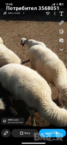  Продавам агнета за празниците 12лв кг, снимка 1 - Овце - 45542157
