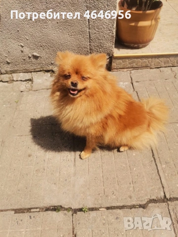 Померан куче