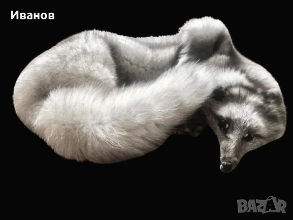 Топ цена - 49€. Шал/Яка от Сребърна лисица - Естествена кожа, снимка 3 - Шалове - 53606436