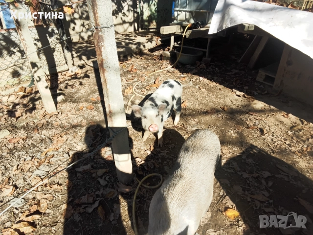 Виетнамски прасета, снимка 2 - Прасета - 52295661