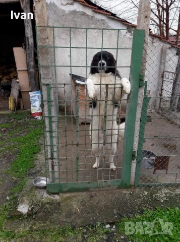 Каракачанка мъжко, снимка 5 - Каракачанска овчарка - 53163195