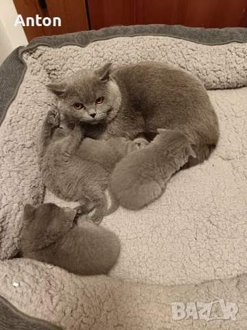 Британчета, снимка 3 - Британска късокосместа - 52557328