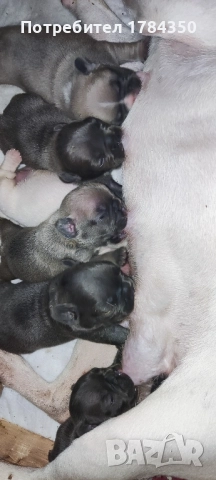 FRENCH BULLDOG КОЛЕДНИ