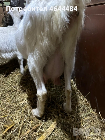 Млечна коза, снимка 6 - Кози - 53729757