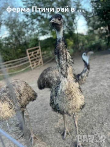 австралийско ему, снимка 5 - други­ - 51688808