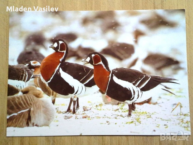 Колекция пощенски картички с авторски фотографии на животни, снимка 2 - Колекции - 53480611