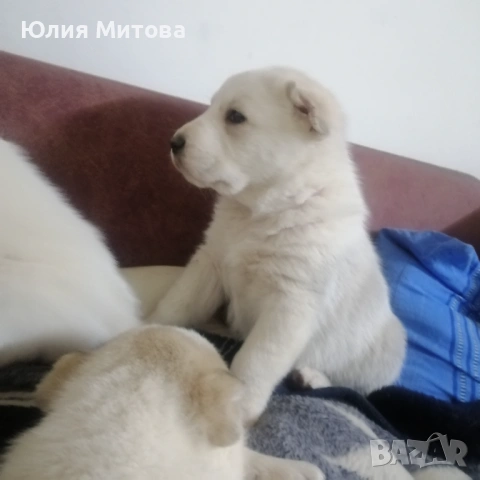 Кученца САО (Алабай) , снимка 2 - Алабай - 53458601