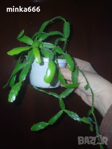 Цикламено коледниче., снимка 2 - Стайни растения - 52863901