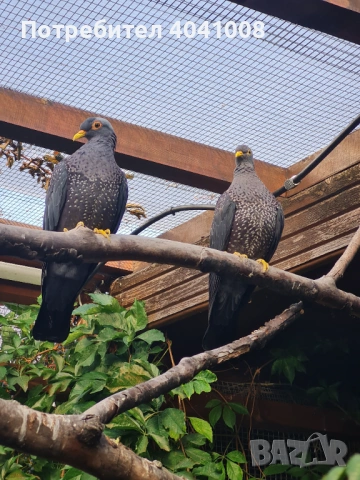 Продавам Маслинови гълъби , снимка 8 - Гълъби - 54007492