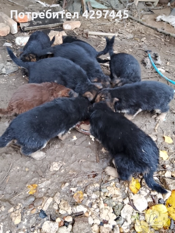 Малки немски овчарки , снимка 4 - Немска овчарка - 52682945