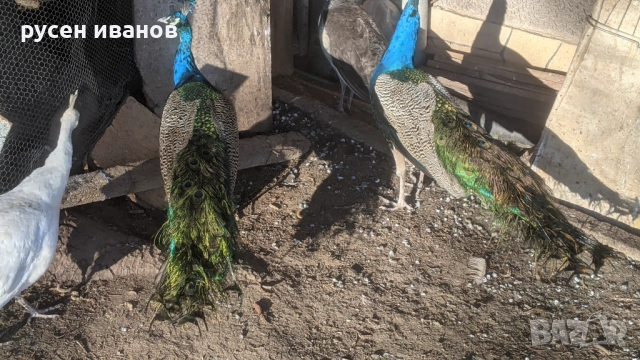 пауни млади и работещи, снимка 5 - други­ - 52804470