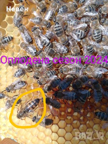 Пчелни майки, снимка 3 - За пчели - 37024156