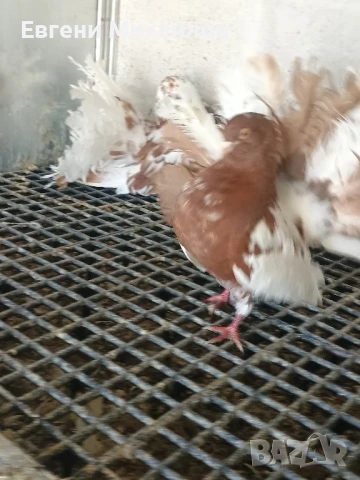 Фенерлии, снимка 4 - Гълъби - 51306331