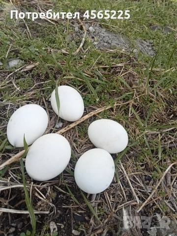 Яйца, снимка 2 - други­ - 53085326