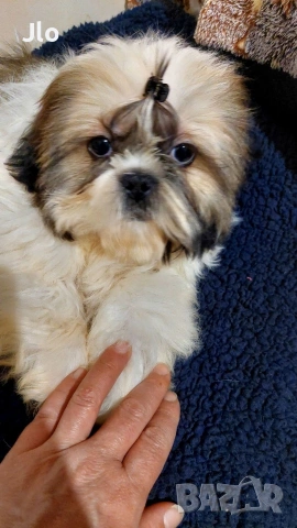 Прекрастно Шитцу 